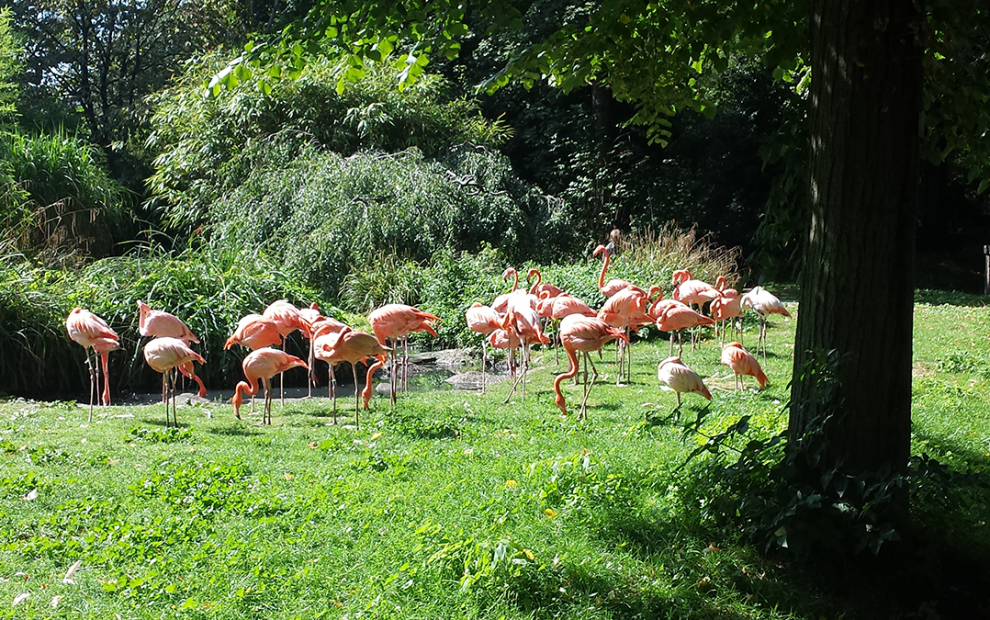 Flamingos podem ser vistos no zoo do Jardin des Plantes 