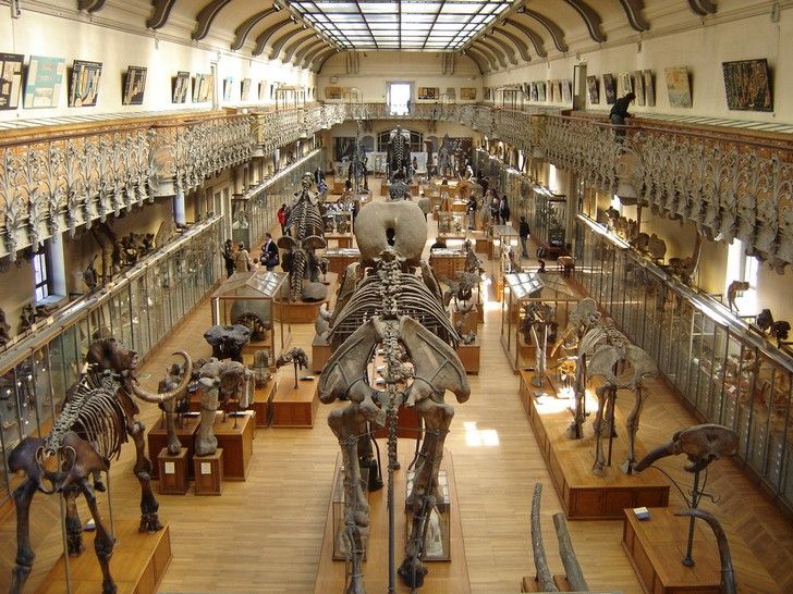 museu de historia natural Paris