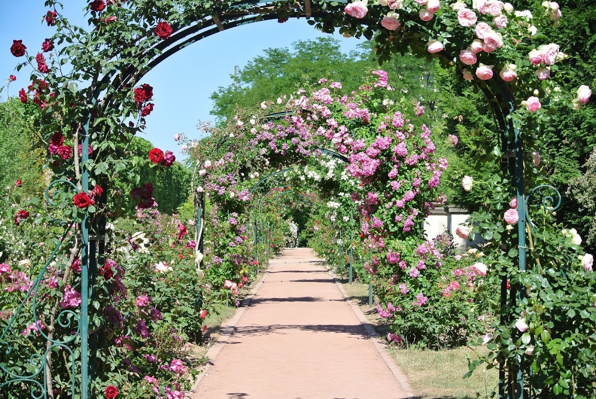 roses jardin des plantes paris gabrielle aznar copyright — BEM in Paris